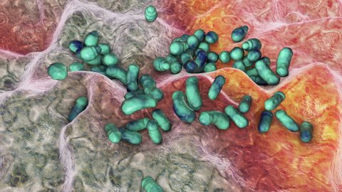 Microscopic fungi Malassezia, the causative agent of dandruff and seborrhoeic dermatitis, 3D animation