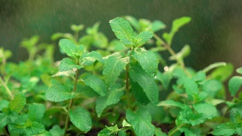 Fresh Peppermint in an Organic Garden with a Drizzle, Peppermint for Peppermint Flavored Products.
