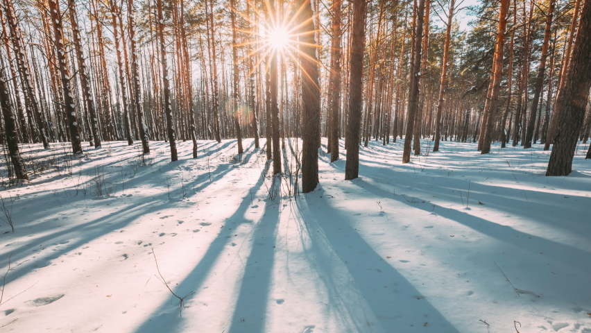 4K Beautiful Blue Shadows From Pines Trees In Motion On Winter Snowy Ground. Sun Sunshine In Forest. Sunset Sunlight Shining Through Pine Greenwoods Woods Landscape. Snow Nature Time-Lapse Time Lapse. Royalty-Free Stock Footage #1068981634