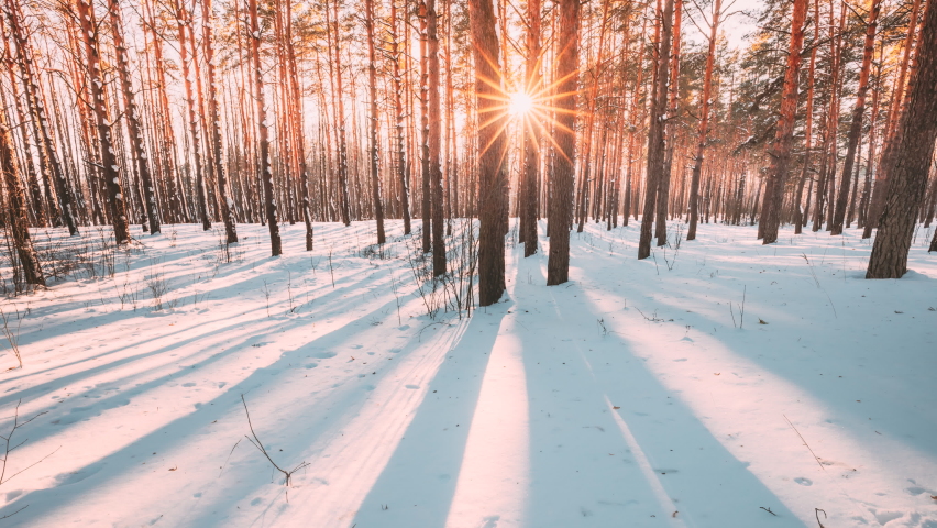 4K Beautiful Blue Shadows From Pines Trees In Motion On Winter Snowy Ground. Sun Sunshine In Forest. Sunset Sunlight Shining Through Pine Greenwoods Woods Landscape. Snow Nature Time-Lapse Time Lapse. | Shutterstock HD Video #1068981634