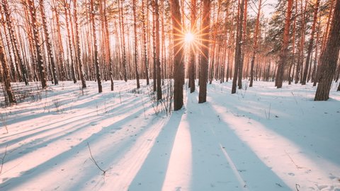 4K Beautiful Blue Shadows From Pines Trees In Motion On Winter Snowy Ground. Sun Sunshine In Forest. Sunset Sunlight Shining Through Pine Greenwoods Woods Landscape. Snow Nature Time-Lapse Time Lapse.