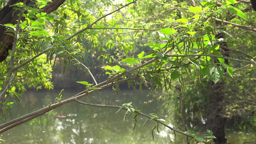 A view of canal at ayub park with green trees.