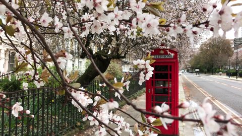 Cherry blossom tree with iconic London red phone box, march 2021