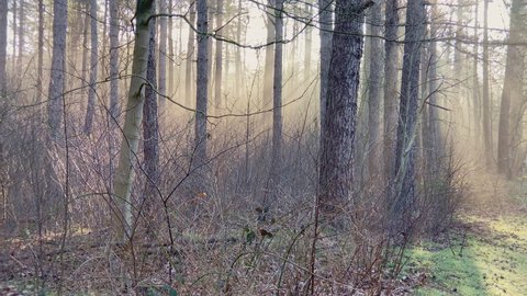 Early morning sunlight in the cold foggy winter forest near the city of Ermelo, NLD. Slider right to left.