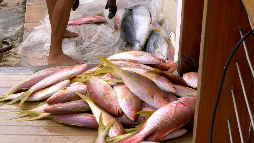 Fisherman sorting fishes after fishing. 