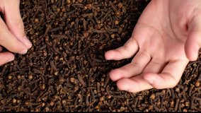 Men recruited cloves to be used to make medicine for sick patients 4K video