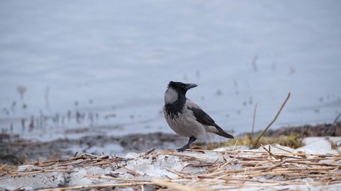 A hooded crow (Corvus cornix) calling 