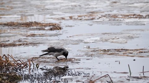 A hooded crow (Corvus cornix) feeding on the shore of river in early spring