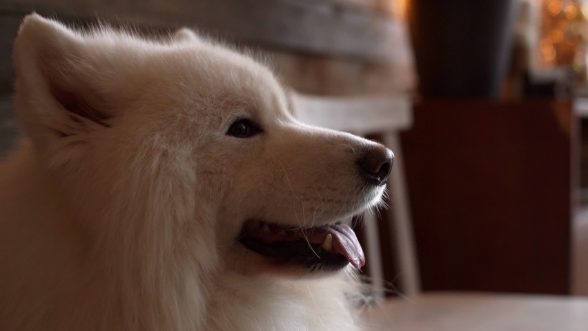 Beautiful white dog of breed Samoyed lies on floor and breathes with his tongue sticking out. Shooting in slow motion.