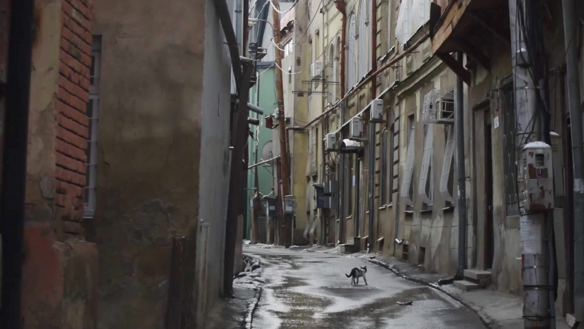 Static view Cat running street alley with beautiful architecture georgian houses.Historical sites and kartvelian culture