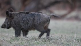 Wild boar (sus scrofa ferus) running away in forest in winter time. Wildlife in natural habitat