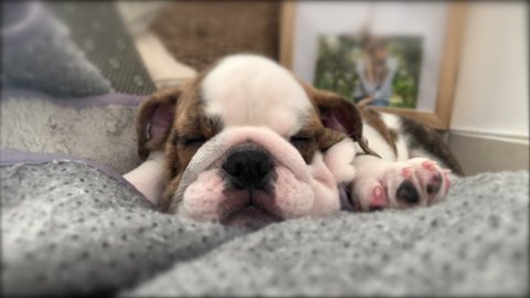 English Bulldog Puppy Sleeping and snoring