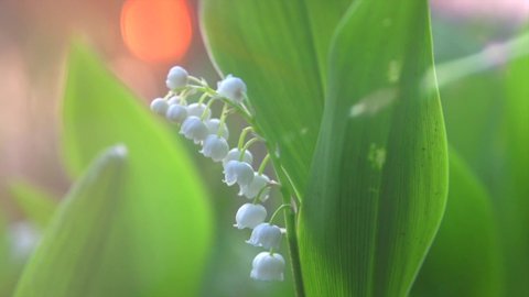Lily-of-the-valley spring flowers blooming. Bunch of white spring Lilly of the valley flower growing in a spring garden. Aroma flowers closeup. Slow motion 4K UHD video