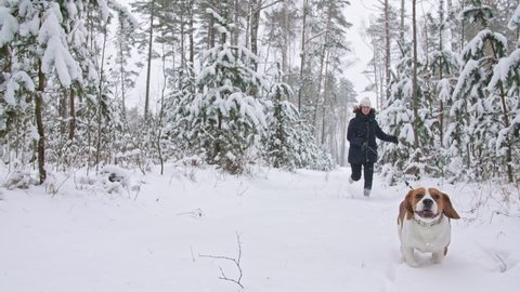 Happy beagle dog is running with his female owner during the walk in the snowy winter forest. Outdoor walking. Strong friendship between man and dog. Slow motion
