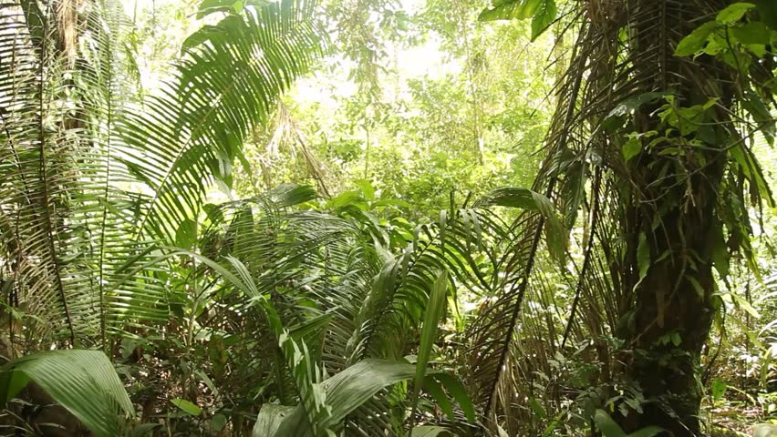 Video Footage - Jungle Rainforest Stock Footage Video (100% Royalty ...