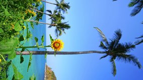 Beautiful fields with sunflowers in the summer with seashore Beautiful sea Turquoise water surface and Coconut palm trees in Summer Landscape Vertical video