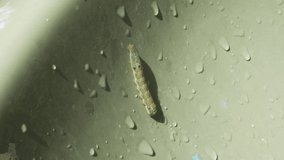 close-up of a type of caterpillar crawling through a laundry room of a house in daytime in 4K