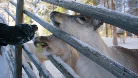 Male hand with gloves feeding Reindeers at a farm, winter, in Lapland - Rangifer tarandus