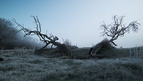 Wide Crane Shot Of Fallen Trees On Frost Covered Winter Ground At Sunrise - Powered by Shutterstock - Get 15% off with code: PIKWIZARD15