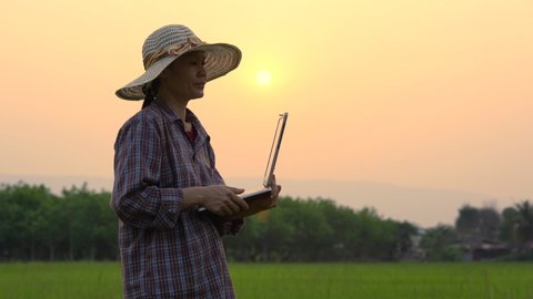 Farmer women holding laptop and checking data on rice field and sunset background of organic agriculture in rural, Asian people and technology for farming in countryside, farmer working in rice field
