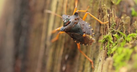 Forest bug or red-legged shieldbug (Pentatoma rufipes) is a species of shield bug in the family Pentatomidae, commonly found in most of Europe. It inhabits forests, woodlands, orchards, and gardens