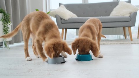 Toller puppies searching for food near empty bowls on floor in light room