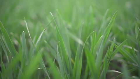 Detail view slow motion young wheat plants, Close view grain green healthy wheat trunks, Bio agriculture farming wheat plantation