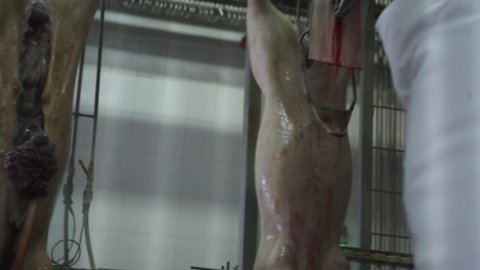 Butcher Tool Cut Animal Carcass on Meat Factory