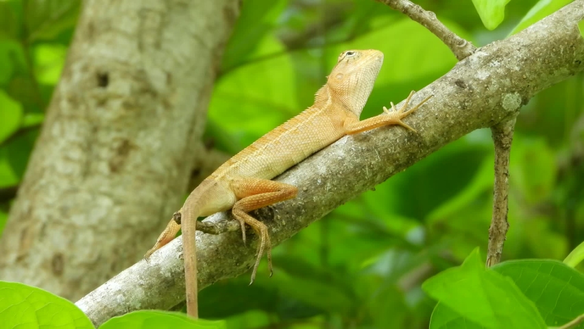 Oriental Garden Lizard resting on a tree branch