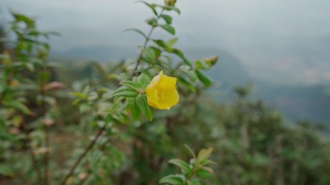 Close-up of yellow flower at Kew mae pan nature trail at Doi Inthanon national park ,Chiangmai