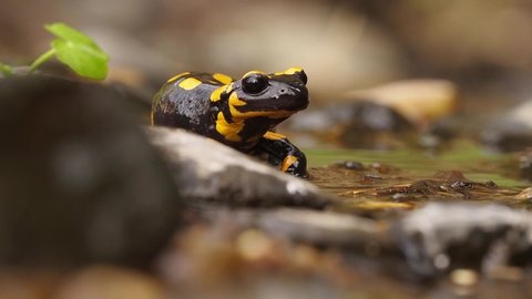 Salamander in the river. The fire salamander Salamandra salamandra is possibly the best-known salamander species in Europe. It is black with yellow spots or stripes