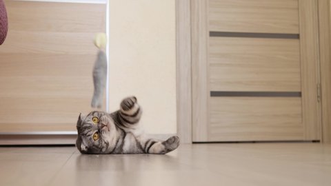Cute funny gray scottish fold cat plays with a toy on a string in the room. The concept of games with pets, activities for cats.