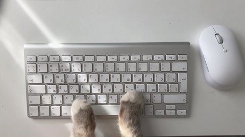 Funny and silly playful video of cat paws typing and pressing buttons on laptop keyboard. Cute and fluffy cat paws, Concept joke or freelance work in office, pet life and routine workplace