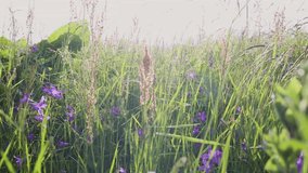 Closeup view low angle shoot video footage of fresh wild green grass and different colorful flowers growing in countryside summer meadow outdoors