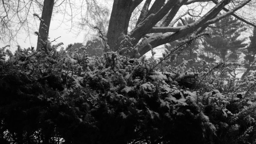 Shrub under falling snow shot in black and white in winter 2020.