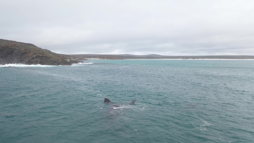 Aerial view of southern right whale calf breaching out of water and mother playing near coast of Australia Royalty-Free Stock Footage #1069035424