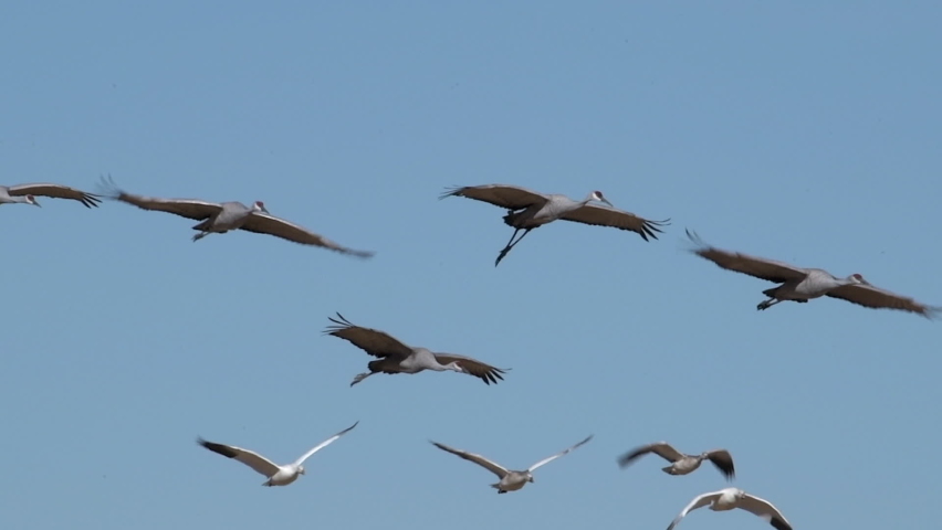 A flock of sandhill cranes fly with snow geese through the blue sky then sail in for a graceful landing in corn field stubble during the winter migration through the central flyway.Slow motion video.