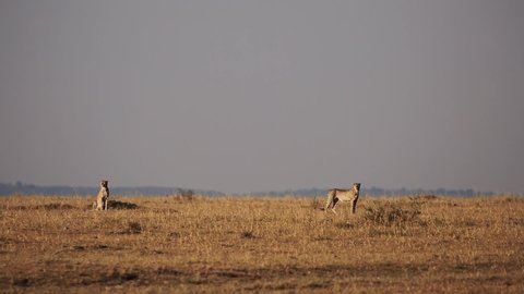 Two curious cheetahs walking along the hot Serengeti African savanna grassland in Kenya on a dry summer day, long-shot