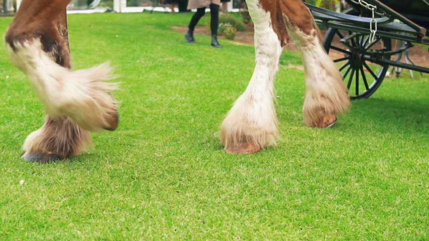 Horse Feet Pulling An Empty Traditional Carriage In Meadow Landscape. - Medium Shot