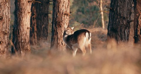 A Lone Fallow Deer Scratching Body Near Trees In Forest Of Netherlands. - wide shot