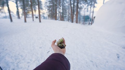 Reindeer eating from a bare hand, winter day, in Lapland - Rangifer tarandus