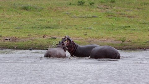 Three hippos display dominance while playing in Kruger Natl Park pond