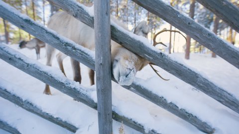 Bare Hand feeding a Reindeers through a fence, sunny, winter day, in Lapland, Finland - Rangifer tarandus
