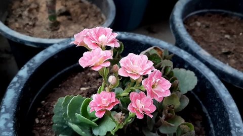 Kalanchoe plant flowers for background use