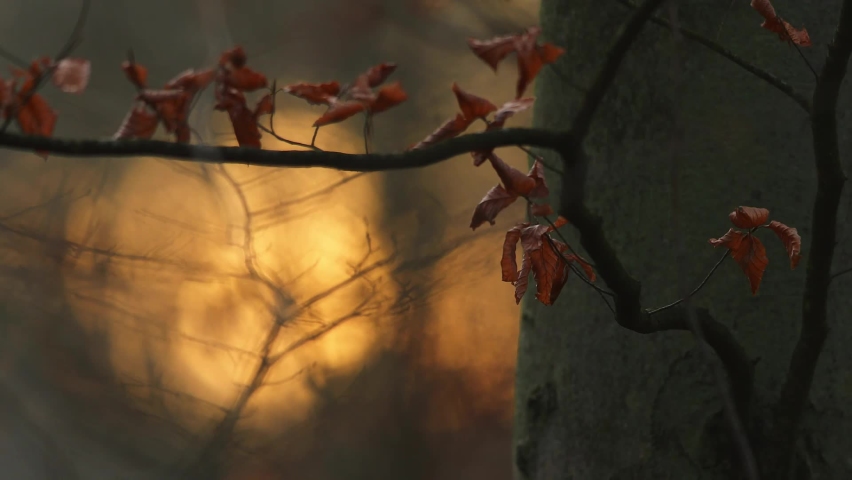 Beautiful forest sunset between trees. Autumn forest.