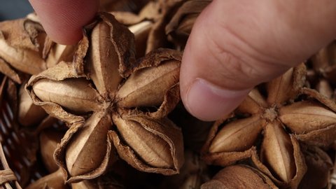 hand laying sacha inchi seeds in a basket