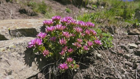 Caucasian stonecrop, Two-row stonecrop (Sedum spurium) on the alpine pastures at the rock outcrops. North Caucasus. 3000 m A.S.L.. Ancestral plantsproduced a large number of cultivated varieties