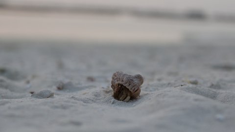 Hermit Crab Walks Away on the Beach in Maldives. Maldivian Animal in Sand.