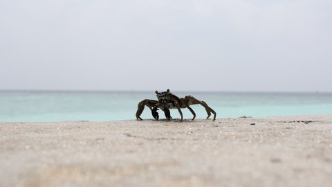 Swift-Footed Rock Crab Walks on the Stone in Sunny Maldives. Crawling Crab Outside.