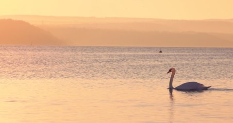 Golden sea sunrise and floating lonely swan in the water, color 4k video
